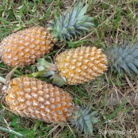 Ananas comosus (L.) Merr.